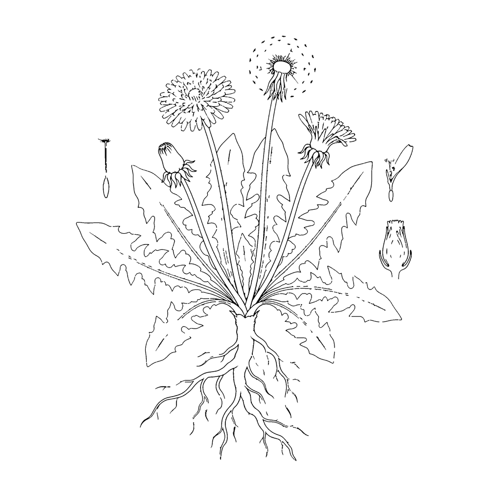Botanical style coloring page example