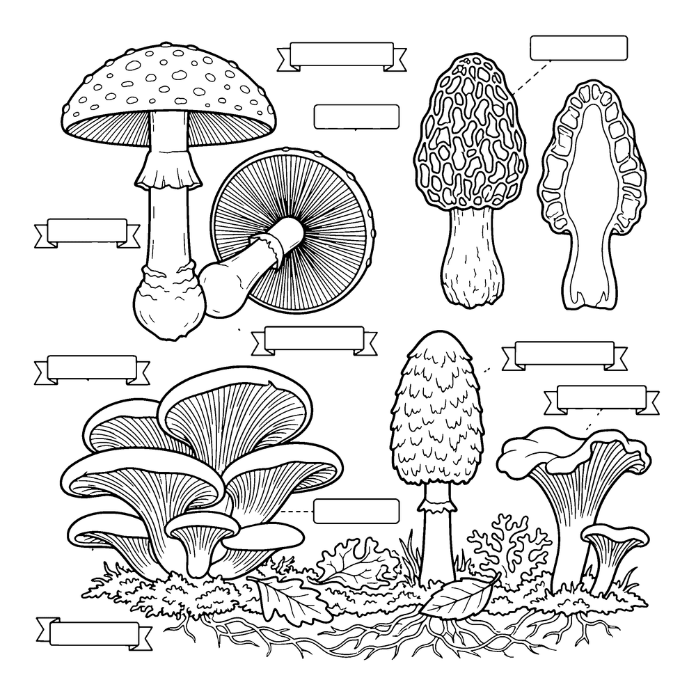 Mushroom / Fungi style coloring page example